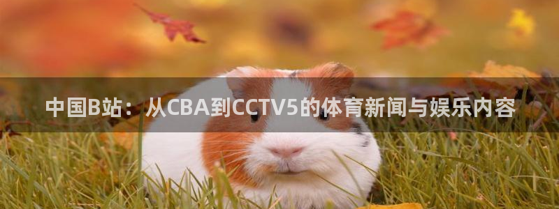 大蓝鲸直播：中国B站：从CBA到CCTV5的体育新闻与娱乐内容